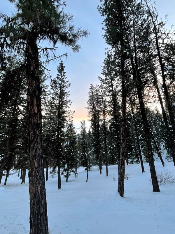 Snow in the forest, in Idaho. Photo credit: David Foster