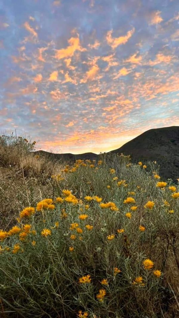 Sunrise with flowers and mountains. Photo credit: Claudia Sanders