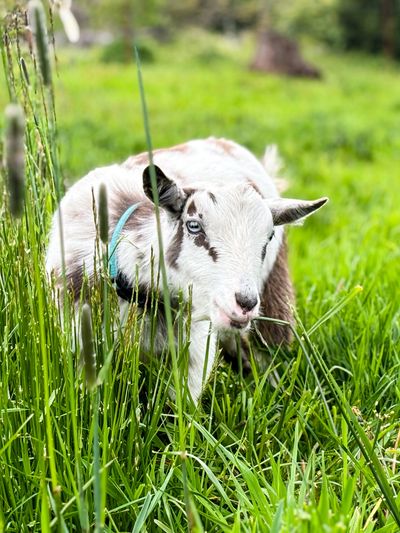 A goat with blue eyes resting in tall green grass.