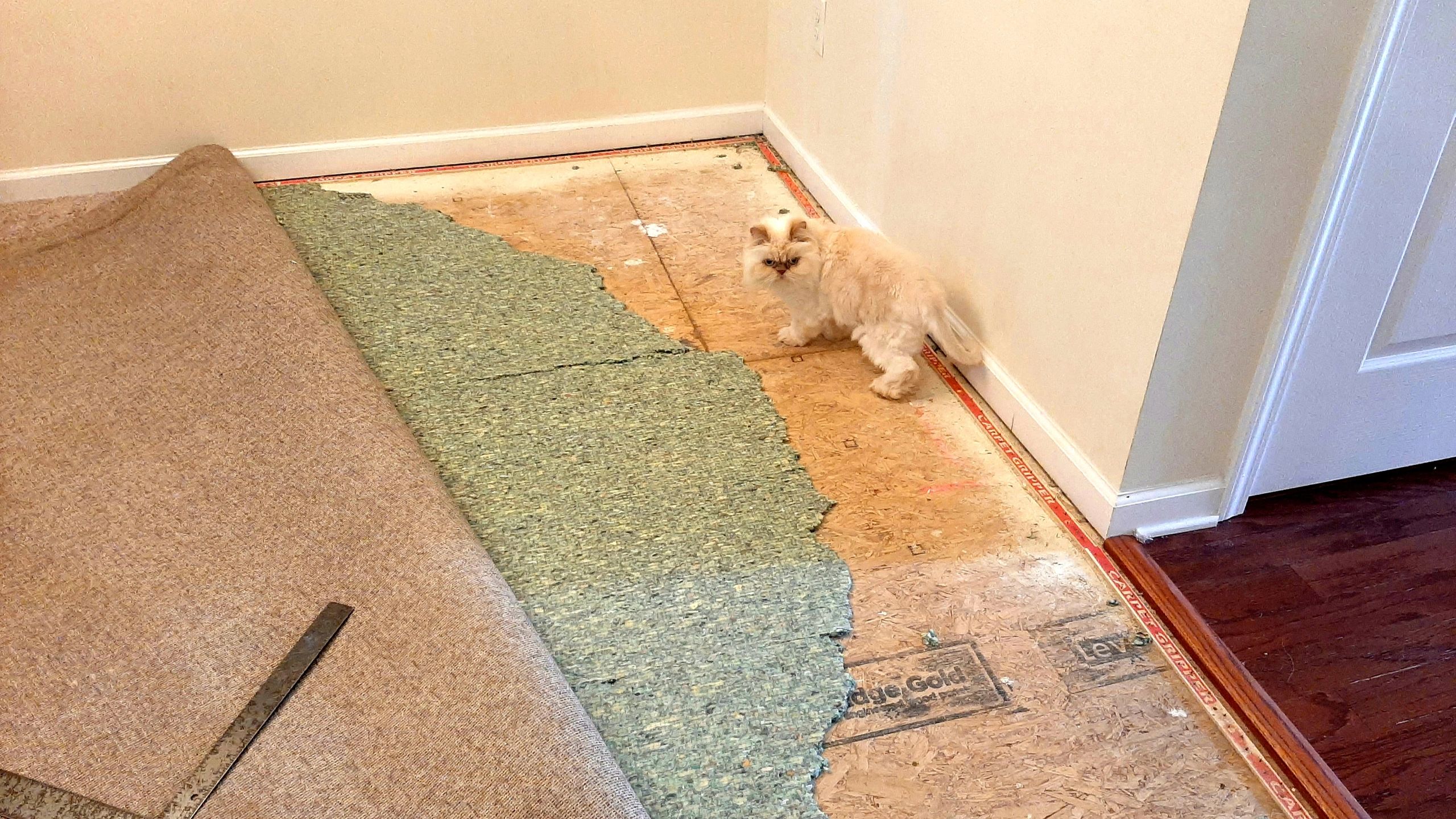Dog ripped up carpet and pad in house.
