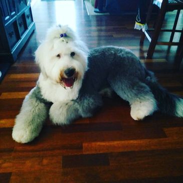 Old English Sheepdog Miss Cleo