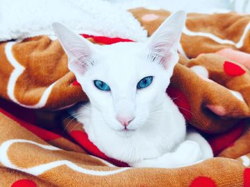 Solid White Oriental Shorthair Siamese in Texas, USA