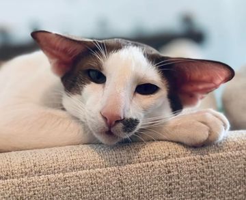 Oriental Shorthair Cat in Texas, USA