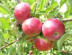 Early to mid October
A juicy, red, firm apple that is crunchy and sweet.  
Uses:  Eating, salads, sa