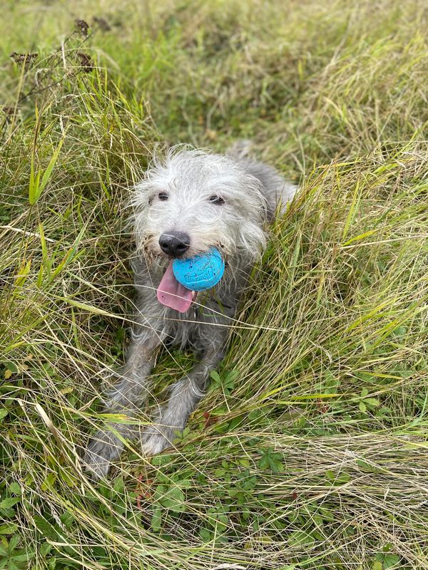 dog training and dog behaviour sessions, miniature lurcher, recall, retrieval, lamorbey dog training