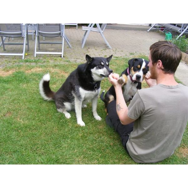 dog training and dog behaviour session, siberian husky, mastiff cross, lamorbey dog training