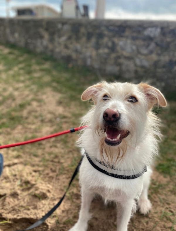 dog training and dog behaviour sessions, rescue, Romania, lamorbey dog training