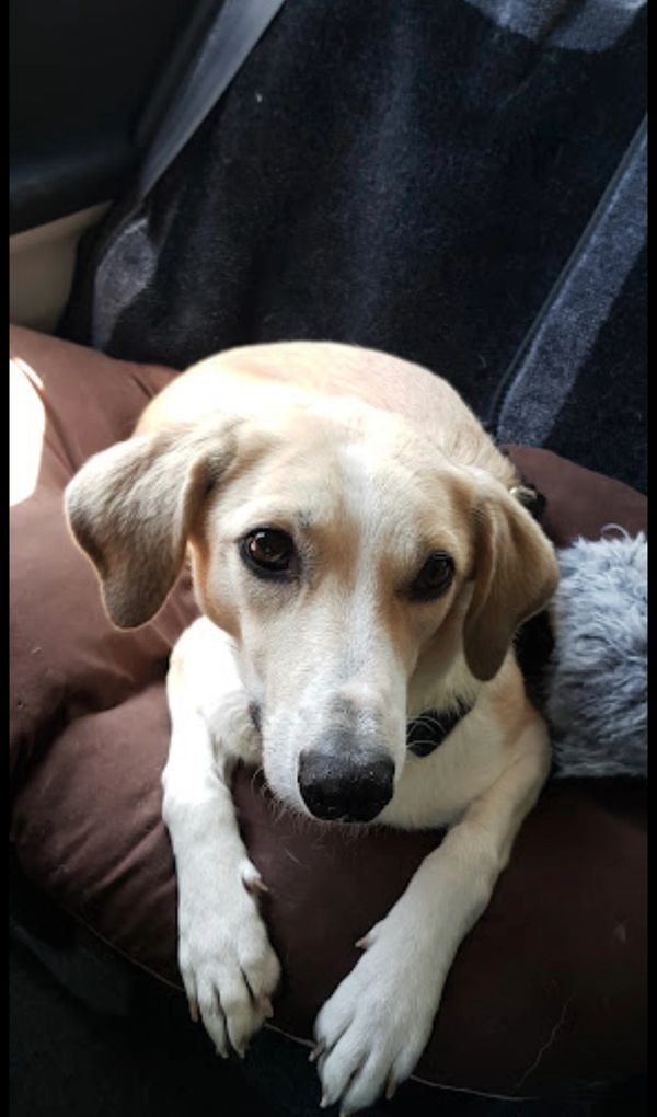 dog training and dog behaviour sessions, European rescue, lamorbey dog training