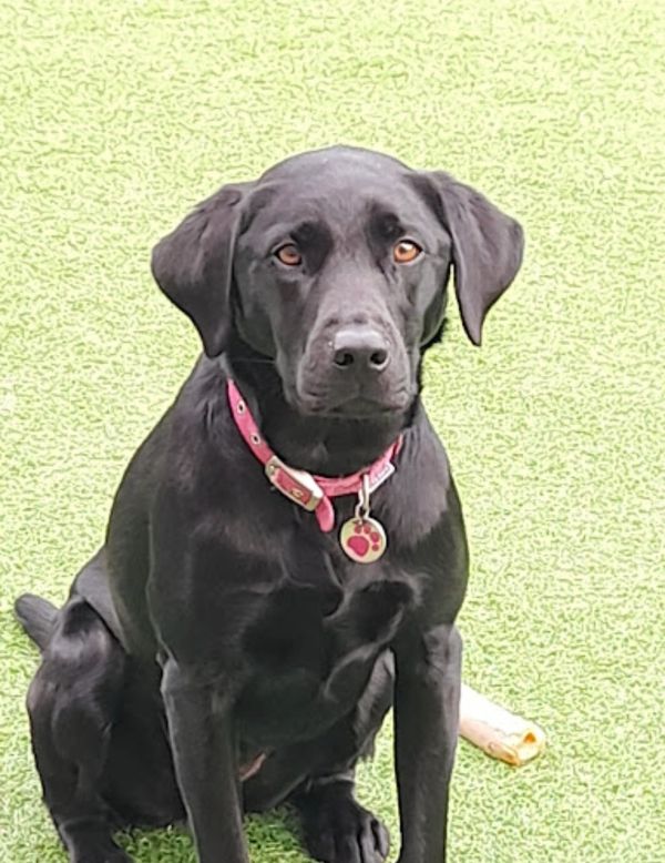 dog training and dog behaviour sessions, Labrador retriever, impulse control, lamorbey dog training