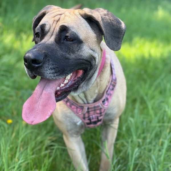 mastiff, belgian malinois, cane corso, great dane, lamorbey dog training, dog trainer