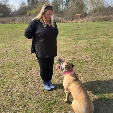 Kathryn Lamorbey Dog Training with mastiff cross belgian malinois in sit looking at the dog trainer
