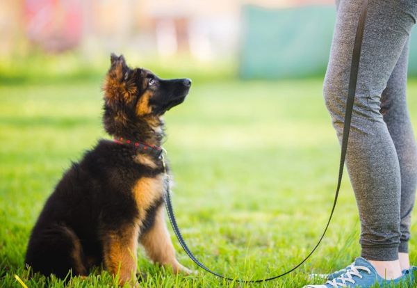 dog training and dog behaviour sessions, german shepherd, puppy, lamorbey dog training
