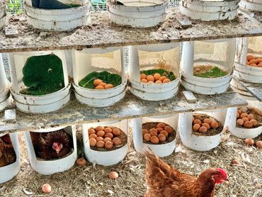 huevos de patio en su nidos