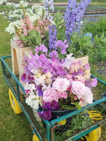Flower farm at Garden Gathered Somerley