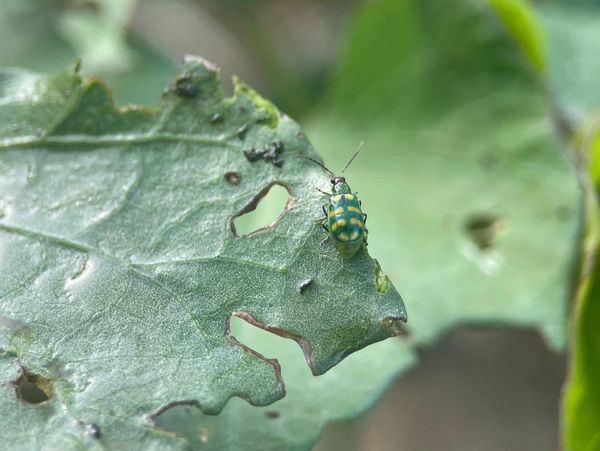 A small green insect with yellow spots on a damaged green leaf.