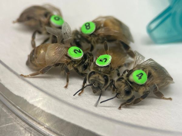 Group of honey bees exposed to ethanol during their larval stage
