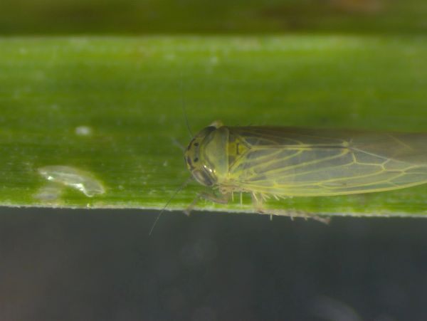 Close-up of a small green insect on a leaf.