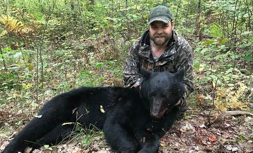 Wisconsin Bear Hunting, Wisconsin Bear Taxidermy