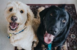 Pet friendly carpet cleaning