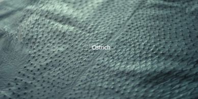 Ostrich leather exampl