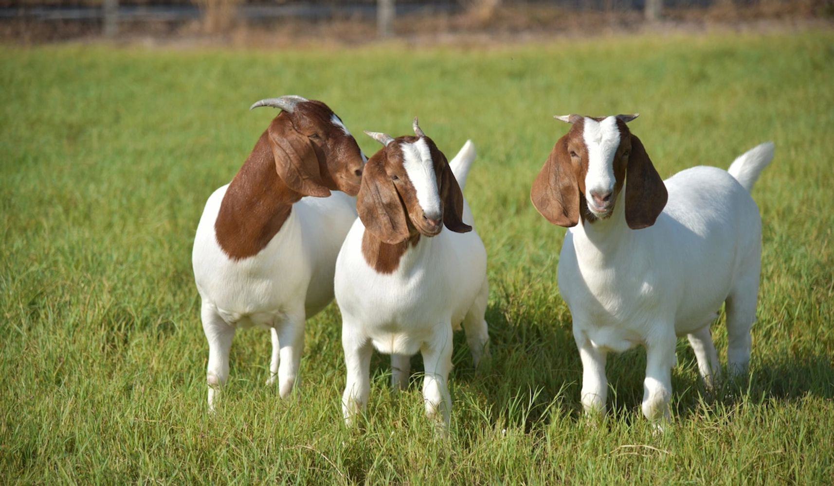 Three brown and white goats standing on green grass.