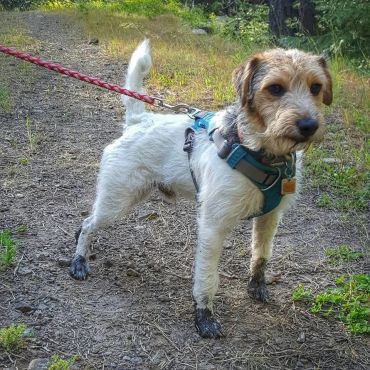 A muddy white and brown dog on a red leash outdoors.
