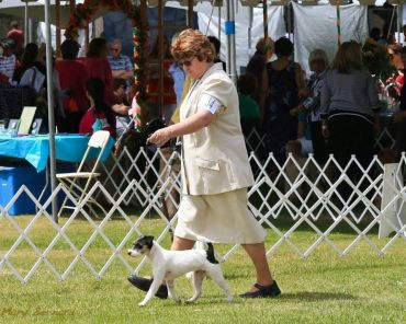 Woman in beige suit walking a small dog at a dog show.