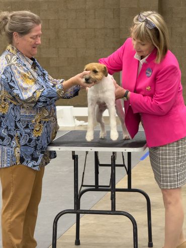 Two women examining a dog at a dog show or competition.