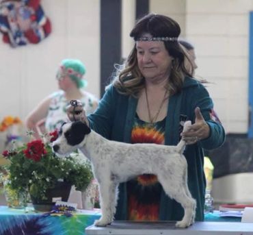 Woman presenting a dog at a dog show, dressed in colorful attire.