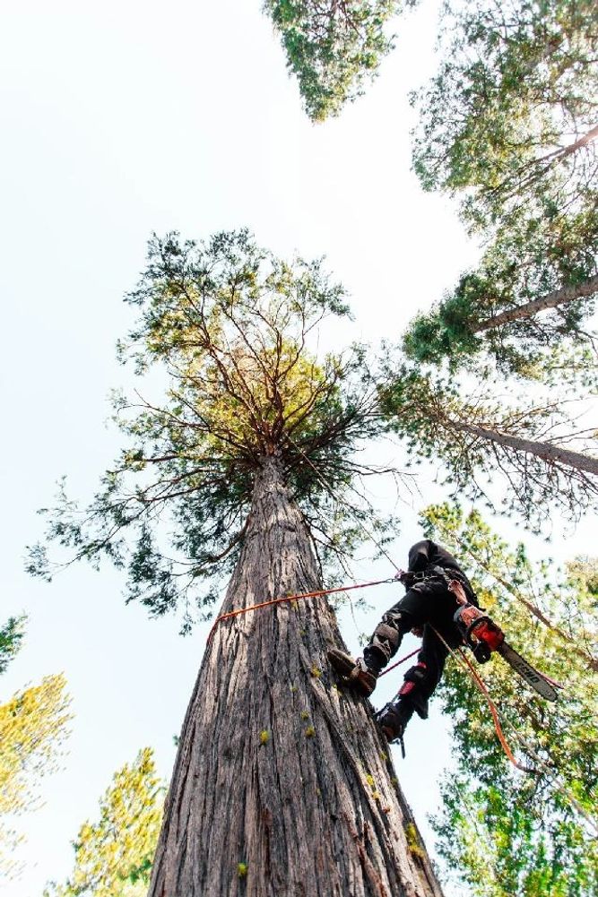 Wichita Kansas Oklahoma arborist tree climber