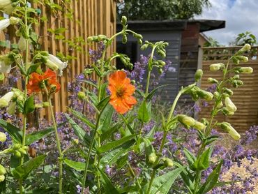 Orange, white and blue flowers in a garden
