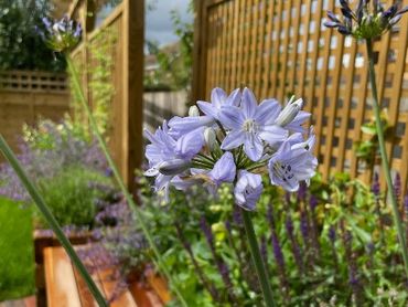 Pale blue trumpet shaped flowers in a garden