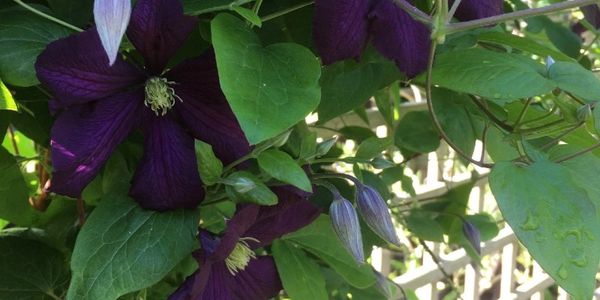 Clematis Etiole Violette on a trellis