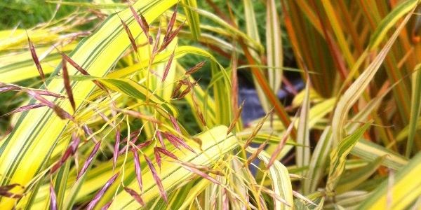 Hackonechloa macra 'Aureola' and Libertia peregrinans