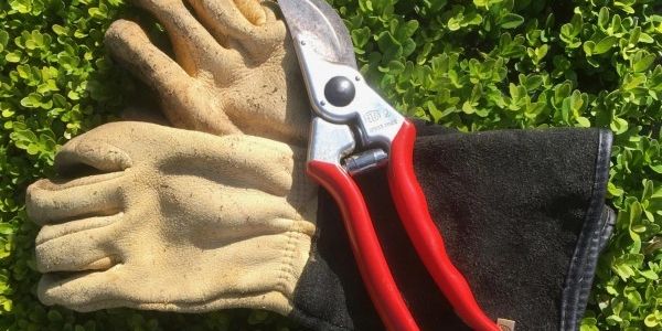 Felco Secateurs and gardening gloves on clipped box shrub