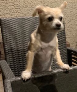 Crystal at table. Chorkie. Chihuahua Yorkie mix.