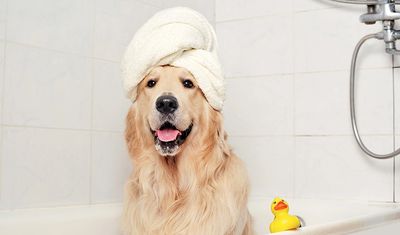 Dog with rubber ducky. Towel on Dog's head.