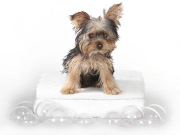 Tea cup, Extra small dog. Bath and tidy. Mini groom. Yorkie bath. Bubbles.