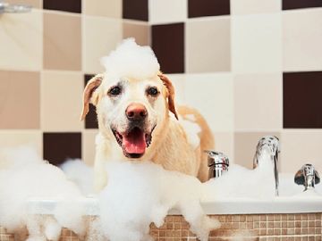 Large dog. Bath and tidy. Mini groom. In bathtub. Bubble bath.