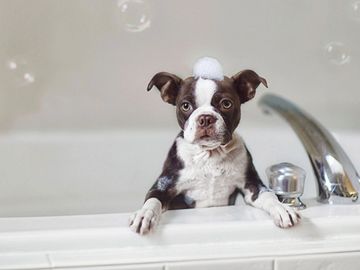 Medium dog. Bath and tidy. Mini groom. Yorkie bath. Bubbles. In bathtub.