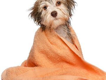 Small dog. Mini groom. Dog wrapped on towel.
