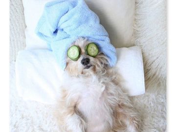 Dog spa. Puppy with blue towel on head. Laying on pillows. r on eyes.