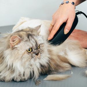 Cat getting groomed. Buzzer. Cat getting hair cut. Fur cut. Kitty getting trimmed. Grooming. Styling