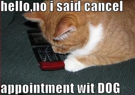 Cat cancelling dog appointment. Cat on phone.
hello, no i said cancel appointment wit dog