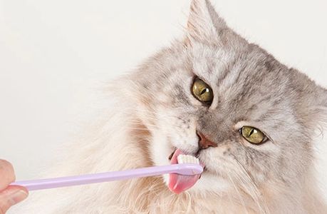Cat brushing teeth. Tooth brush on tongue. Kitty dental. Teeth brushing,