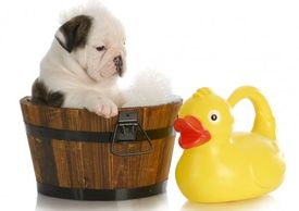 Dog in barrel. Rubber ducky. Rubber duck. Bubble bath. Bubbles. Doggy bath. Puppy. Bathing.