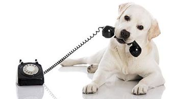 Dog with phone in mouth. Dog on phone. Calling dog. Telephone pet. Make an appointment. Dial. 