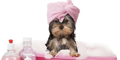 Dog with towel on her head. Puppy bubble bath. Pink tub, Dog grooming. Pet Groom. Groomer. Styling. 