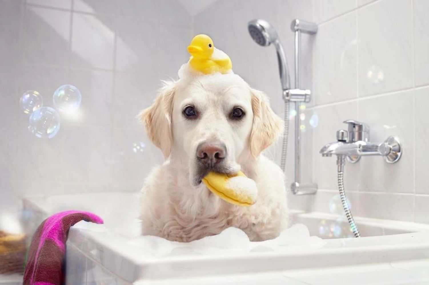 Dog in bath. Dog with rubber ducky. Dog grooming.  Dog in bathtub. Bubble bath. Clean dog. Pet Groom