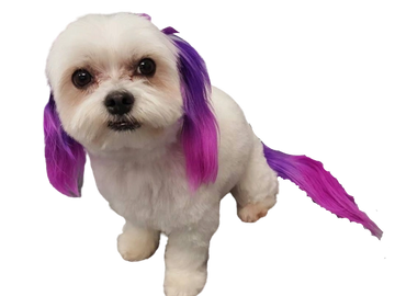 Dog dye. Fur dye. Pink and purple. Ears and tail colored. hair coloring.